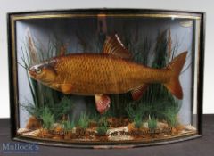 Scarce F W Anstiss, 23 First Street, London SW, Preserved Roach dated 1907 - glass bow fronted