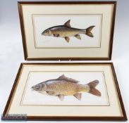 Richard Smith Signed Carp and Barbel Paintings both signed in pencil both framed measuring 21.5