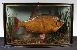 J Cooper & Son Preserved large Rudd dated 1921 - glass bow fronted gilt lined case with pale green