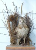 Taxidermy study of a woodcock in naturalistic setting, on wooden base,18cm tall