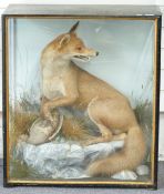 Edwardian taxidermy study of a fox with partridge in glazed case, vendor advises the taxidermist was