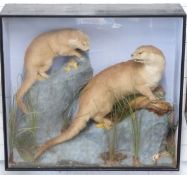 Taxidermy study of two otters in naturalistic setting in glazed case, vendor advises the taxidermist