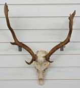 Taxidermy Fallow Deer skull and antler mount, W50cm