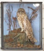 A 19th/early 20thC taxidermy study of a Short Eared Owl in naturalistic setting, in glazed case, W41