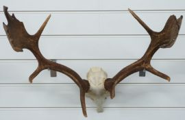 Taxidermy Fallow Deer skull and antler mount, W61cm