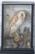 A 19th/early 20thC taxidermy study of a Barn Owl in naturalistic setting, in glazed case, W29 x
