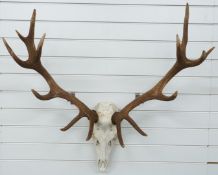 Taxidermy Red Deer skull and antler mount, H105, W97cm