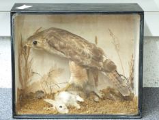 Victorian taxidermy study of a Buzzard in glazed case, W48 x D19 x H40cm. Shot on the Sydenham