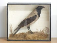 Victorian taxidermy study of a Hooded Crow in glazed case, W47 x D19 x H40cm. Shot on the Sydenham