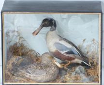 A 19th/early 20thC taxidermy study of male and female Mallard ducks, believed to be by Shaws of