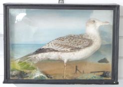 Taxidermy study of a juvenile black back gull in glazed case, W53 x D21 x H37cm