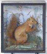 Taxidermy study of a red squirrel holding a nut in a naturalistic setting, in glazed case W27 x