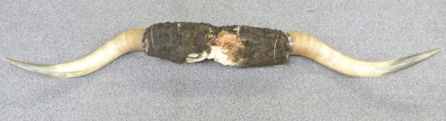A pair of taxidermy American buffalo horns, width 167cm