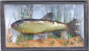 Taxidermy Tench in glazed case, W56 x D16 x H33cm
