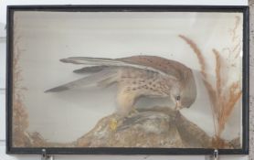Victorian taxidermy study of a Kestrel with prey in glazed case, W45 x D17 x H28cm. Shot on the