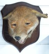 Taxidermy fox mask mounted on shield shaped wooden board with coat hook and Hays of Berkeley and
