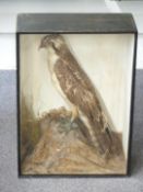 Victorian taxidermy study of an Osprey in glazed case, W46 x D21.5 x H64cm. Shot on the Sydenham