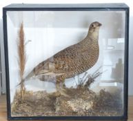 Victorian taxidermy study of a Grouse in glazed case, W43 x D19 x H40cm. Shot on the Sydenham