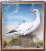 Taxidermy study of a Gannet, probably by Jeffries, in glazed case, W69 x D28 x H76cm
