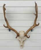 Taxidermy Fallow Deer skull and antler mount, W51cm