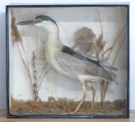 Victorian taxidermy study of a Night Heron in glazed case, W54 x D20 x H49cm. Shot on the Sydenham