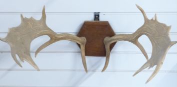 Taxidermy pair of Fallow Deer antlers mounted on octagonal wooden plaque, base to tip 62cm.