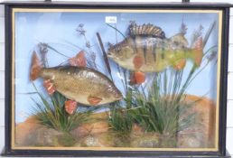 Taxidermy Study of a Roach and Perch in glazed case, Roach 2lb 2oz 1927 and the Perch 2lb 8oz