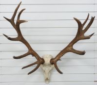 Taxidermy Red Deer skull and antler mount, H105, W97cm