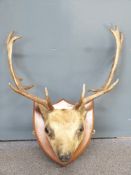 Taxidermy stags head with antlers, on shield shaped wooden back, width 56cm