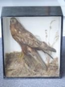 Victorian taxidermy study of a Marsh Harrier in glazed case, W46 x D20 x H54 cm. Shot on the