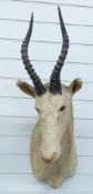 Taxidermy blesbok / blesbuck head and shoulders mount with spiralling horns, front of chest to tip