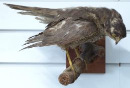 Taxidermy study of a kestrel on a branch, mounted on a wall hanging base, H21cm