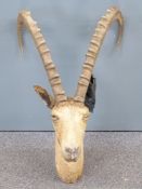 Taxidermy study of an ibex, height 61cm