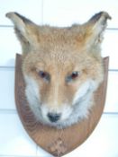 Taxidermy fox mask mounted on shield shaped wooden board with coat hook, W22 x D20.5 x H25cm