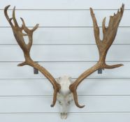 Taxidermy Fallow Deer skull and antler mount, H73, W57cm