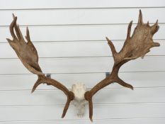 Taxidermy Fallow Deer skull and antler mount, W60cm