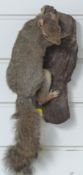 Taxidermy study of a squirrel climbing a branch, 40cm long