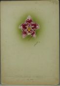 Minnie Walters Anson (British, 1875-1959) watercolour on card of an orchid with pencil annotation,