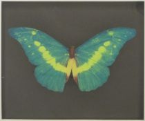 Damien Hirst (British b1965) signed butterfly print, probably one of a limited edition of 75, signed