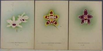 Seven early 20thC watercolours on board of orchids, five initialled NR (possibly N Roberts), one ELM