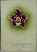 Minnie Walters Anson (British, 1875-1959) watercolour on card of an orchid with pencil annotation,