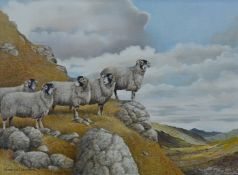 Patrick Oxenham (1922-1996) oil on canvas Swaledale sheep with valley beyond, signed lower left,