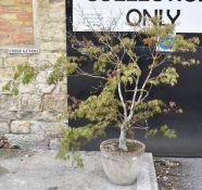 Acer pot plant, H143cm