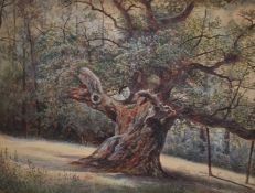 J Herrin watercolour Lassington Oak, Highnam near Gloucester, signed and dated 1910 lower left, 45 x