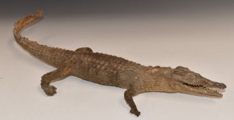 Taxidermy study of a crocodile / caiman, L49cm
