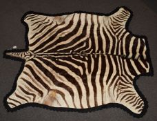 Burchell Zebra skin / taxidermy interest rug mounted on felt, with photocopy of Natal Parks Board