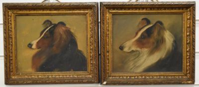 Pair of late 19th /early 20thC oil on board portraits of collies/shelties, 17 x 21cm, in gilt