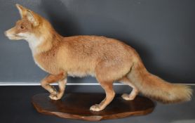 Taxidermy study of a fox mounted on a shaped mahogany plinth, the taxidermist probably C J Elliot,
