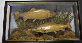 Victorian taxidermy study of two trout, in glazed case with gilt lettering 'Trout - Caught by W S