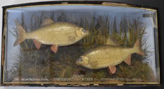 Edwardian taxidermy study of two roach in bow fronted glazed case with gilt lettering, 'Roach Caught